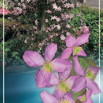 Clematis MONTANA MIX (M)