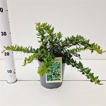 Berberis x frikartii 'Тельстар'