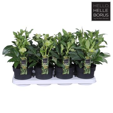 Helleborus lividus 'Green Marble'