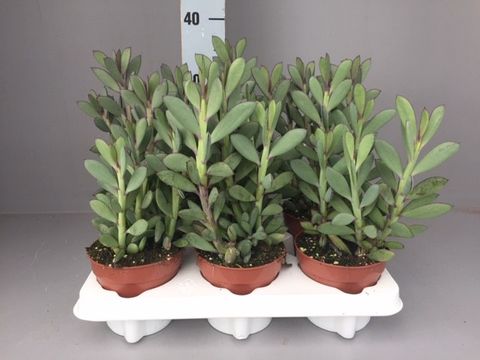 Senecio crassissimus