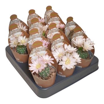 Gymnocalycium bruchii