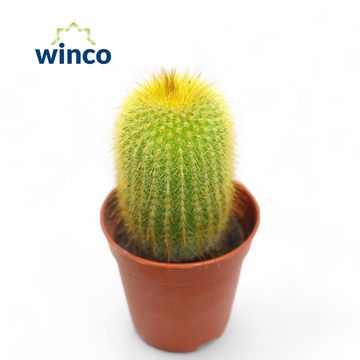 Eriocactus leninghausii