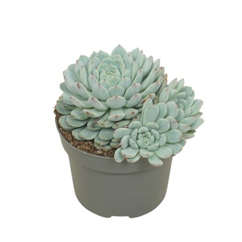 Echeveria cuspidata 'Texensis'