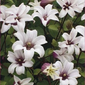 Clematis PRINCESS KATE (T)