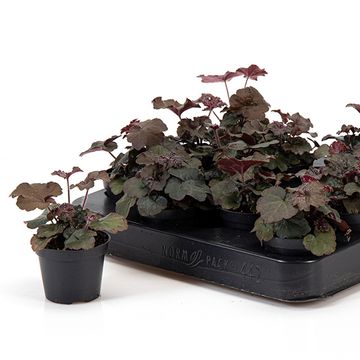 Heuchera micrantha 'Palace Purple'