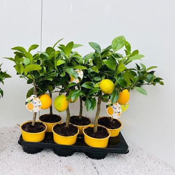 Citrus x meyeri 'Meyer'