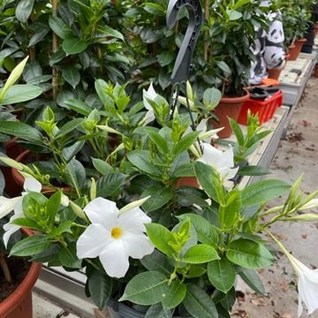 Mandevilla SUMMERSTAR WHITE