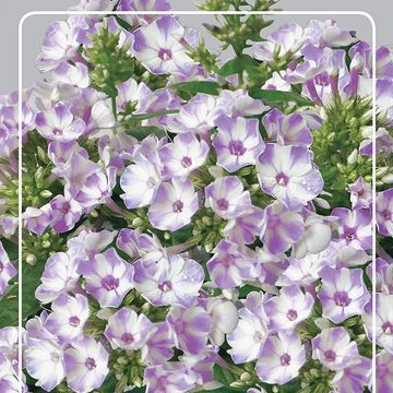 Phlox FLAME LILAC STAR