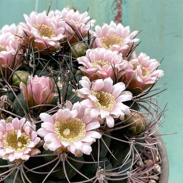 Gymnocalycium saglionis