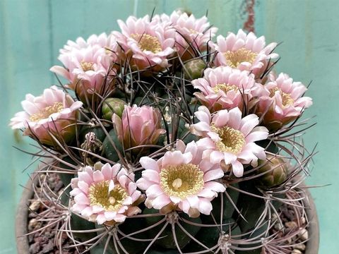 Gymnocalycium saglionis