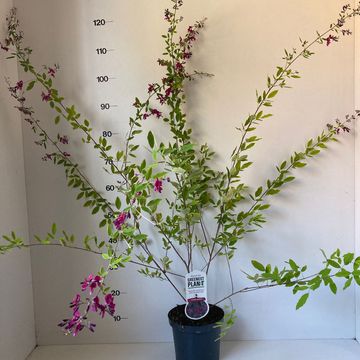 Lespedeza thunbergii