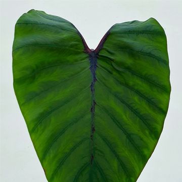 Colocasia 'Pharaoh’s Mask'