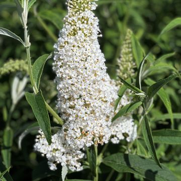 Buddleja davidii 'White Profusion'