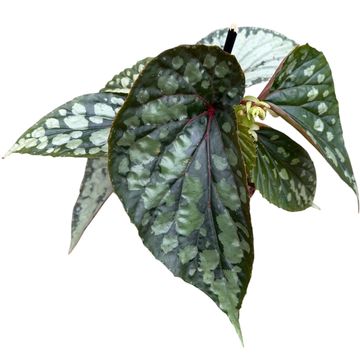 Begonia 'Lucifer'