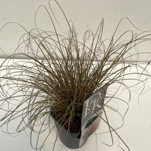 Carex comans 'Bronze Form' (Cammeraat Potcultuur)