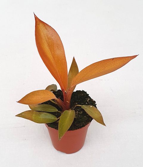 Philodendron BLACK CARDINAL