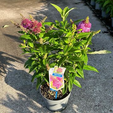 Buddleja davidii BUTTERFLY CANDY LITTLE CERISE