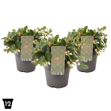 Гаултерия procumbens CIAO BELLA WHITE
