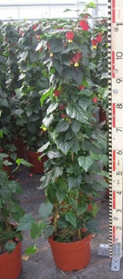 Abutilon 'Big Bell'