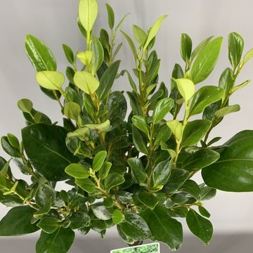 Griselinia littoralis GREEN HORIZON