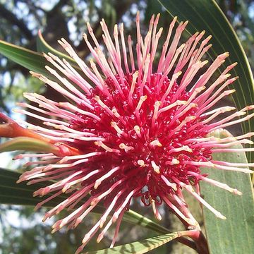 Hakea laurina