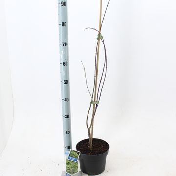 Acer palmatum 'Dissectum'