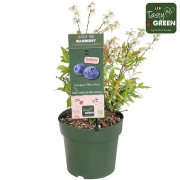 Vaccinium corymbosum LOWBERRY LITTLE BLUE WONDER