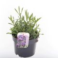 Verbena bonariensis