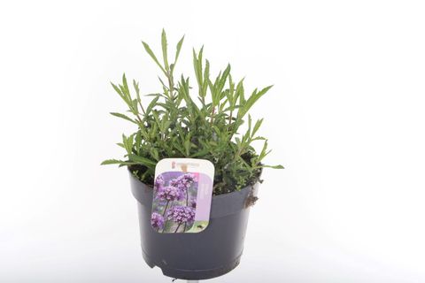 Verbena bonariensis