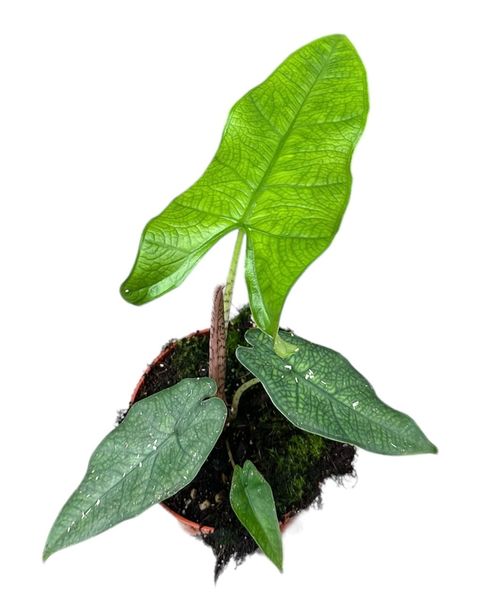 Alocasia sulawesi 'Green Carpet'