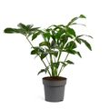 Philodendron 'Fun Bun'