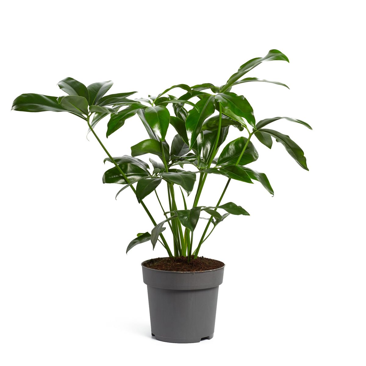 codiaeum variegatum plant Buy Croton Petra, Codiaeum Variegatum