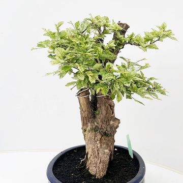 Duranta erecta 'Variegata'