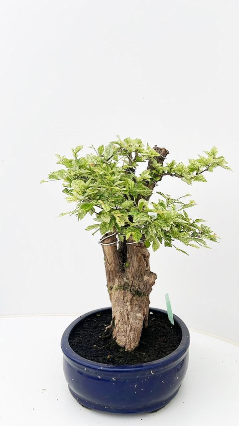 Duranta erecta 'Variegata'