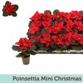 Euphorbia pulcherrima CHRISTMAS MOUSE