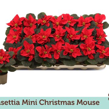 Euphorbia pulcherrima CHRISTMAS MOUSE