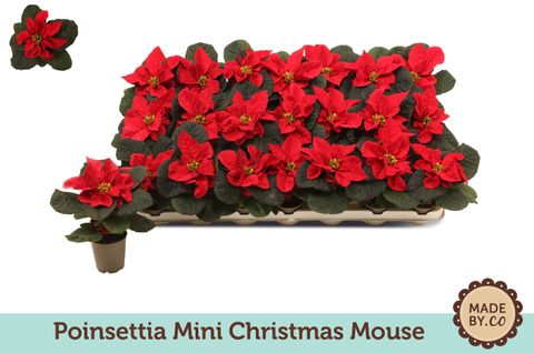 Euphorbia pulcherrima CHRISTMAS MOUSE