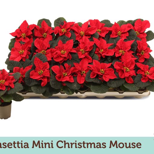 Euphorbia pulcherrima CHRISTMAS MOUSE