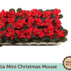 Euphorbia pulcherrima CHRISTMAS MOUSE