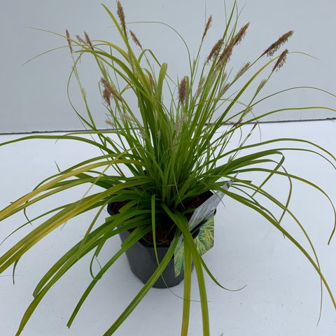 Carex oshimensis EVERCOLOR EVERILLO