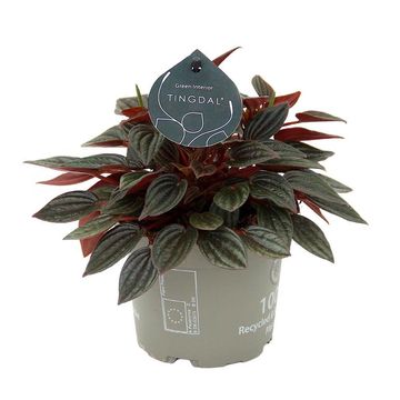 Peperomia caperata 'Lima'