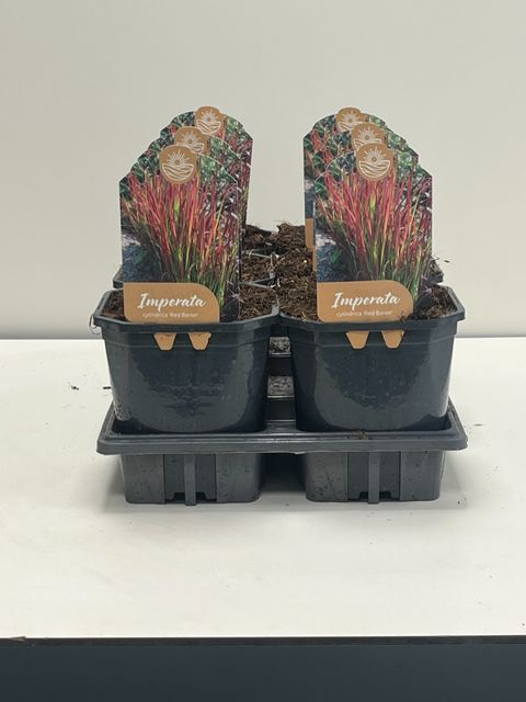 Imperata cylindrica 'Red Baron'