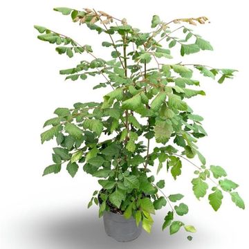 Koelreuteria paniculata