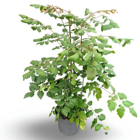 Koelreuteria paniculata