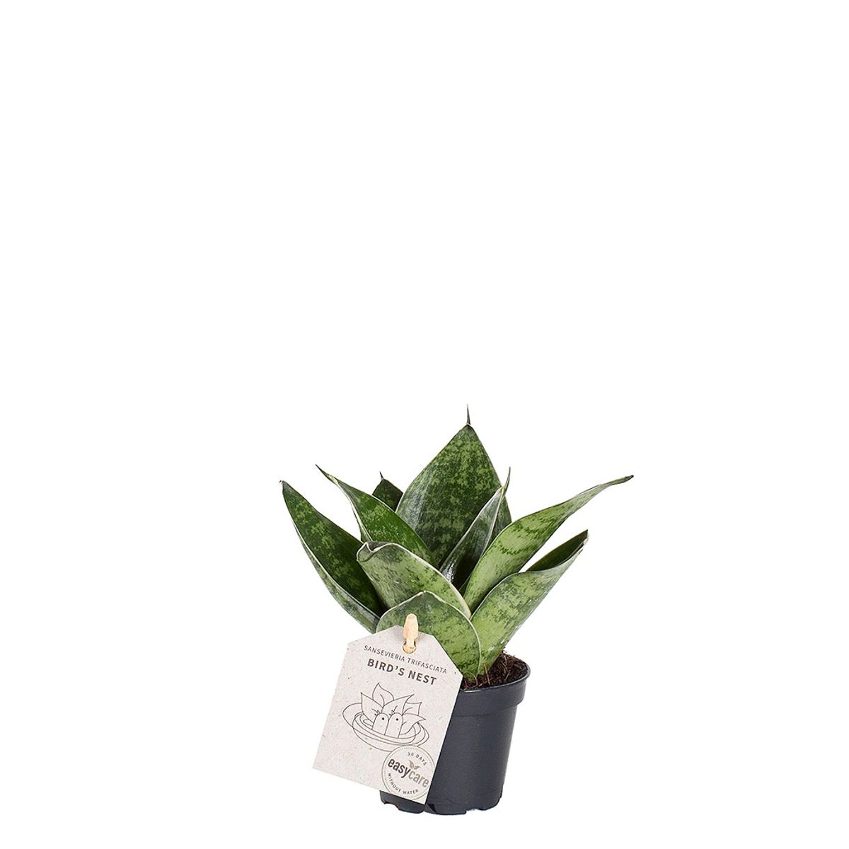 Sansevieria trifasciata 'Green Hahnii' — Plant Wholesale FlorAccess