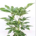 Schefflera actinophylla 'Amate'