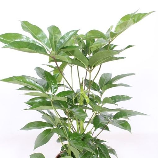 Schefflera actinophylla 'Amate'