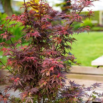 Acer palmatum 'Skeeter's Broom'