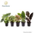 Kamerplanten MIX