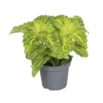 Plectranthus scutellarioides 'River Walk'